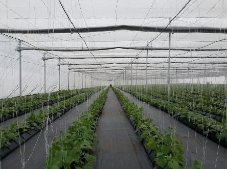 Crop Supporting Trellising Twine