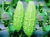 Saga Sudhir Ii (Long Green) Seeds