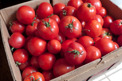 Tomato - Fresh, Nutrient-Rich | High in Vitamins, Minerals, and Carbohydrates, Perfect for Culinary Use