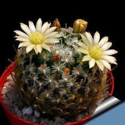 Cactus Plant - High Quality Horticulturally Cultivated Variety | Supervised Growth by Experienced Experts