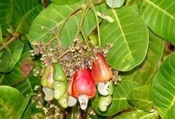 Cashew Nut Seedling Plant