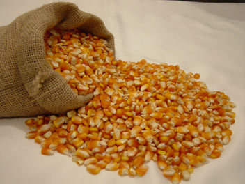 Corn By Pyramid Trading