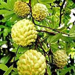 Custard Apple Tree - High Quality Seeds, Cultivated Under Expert Horticulturists' Care