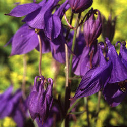 Decorative Plants