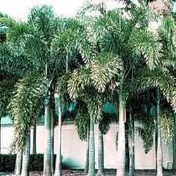 Fox Tail Palm Tree