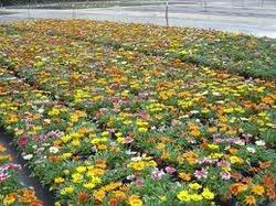 Gazania Plant