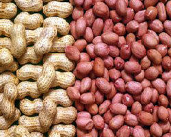 Groundnut Seed