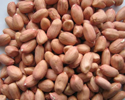 High Quality Groundnut Seed