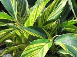 Ornamental Foliage & Flowering Shrubs