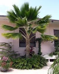 Pritchardia Tree