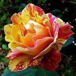 Tri Color Rose Plant