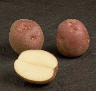 Fresh Laucker Potatoes