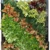 Vertical Garden Services