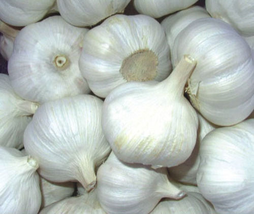 White Garlic - Hardy Bulbous Perennial, 6 to 30 Cloves per Bulb, Strong Flavor, Ideal for Culinary Use