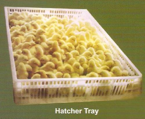 Hatcher Trays