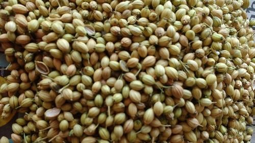 Coriander Seed