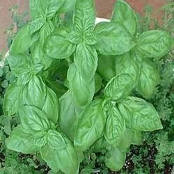 Basil Seeds In Pune Maharashtra At Best Price Basil Seeds