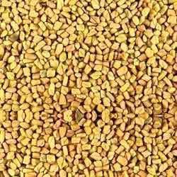 Fenugreek