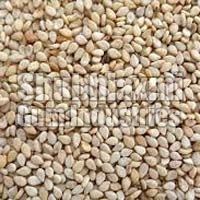 Sesame Seeds - Premium Quality, Hygienically Cultivated with Natural Manure for Delicious Dishes - Ideal for Burgers, Bread Sticks, Idlis