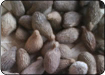 Chaulmoogra Seeds 