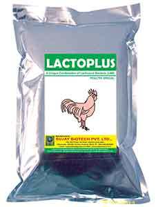 Probiotics Poultry for Veterinary