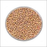 Barley Grains Seeds