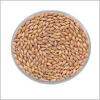 Barley Oil Seeds