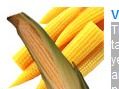 Maize