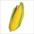 Cost-effective Yellow Color Maize