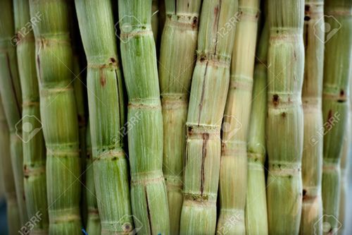 Fresh Peeled Sugarcane