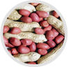 Groundnut Kernel