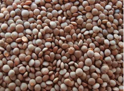 Lentils Pulse