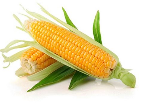 Maize Yellow Corn