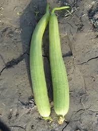 Sponge Gourd Seeds 