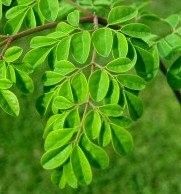 100% Organic Moringa Leaves
