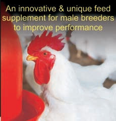 Breedon Poultry Feed