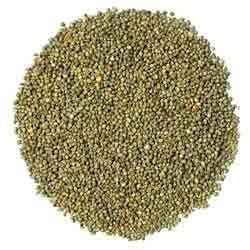 Millet Seed