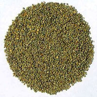 Pearl Millet