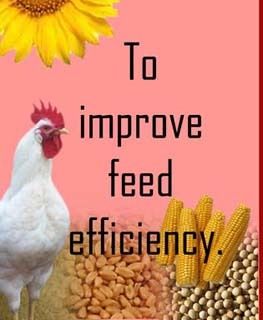 Polyzyme Poultry Feed