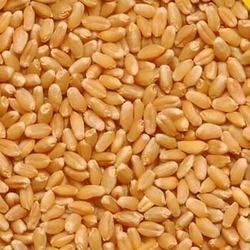 PUJAN Wheat