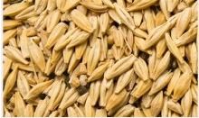 Barley Malt