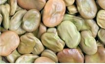 Faba Bean