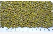 Mung Bean