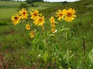 Arnica Montana