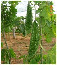 F1 Bittergourd Green