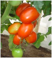 Tomato Puree - Fresh Selected Tomato Pulp, Deep Red Color, High Yielding Hybrid