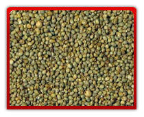 Bajra - Premium Quality Millet | High Nutritional Value, Natural Ingredient, Suitable for Various Culinary Uses