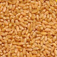 Wheat Grains