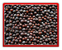 Yellow Red and Black Mustard Seeds