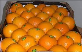 Fresh Egyptian Orange